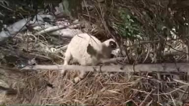 बलरामपुर: बनकटवा रेंज के जंगलों में सक्रिय तेंदुए से ग्रामीणों की नींद उड़ी, बेलास गांव में तेंदुए के हमले से 3 भेड़ों की हुई मौत