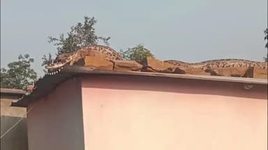 बरही: बरही नगर: सूर्य सनातन हनुमान मंदिर के पास घर की छत पर विशाल अजगर, सर्प मित्र ने किया रेस्क्यू