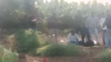 मुक्ताईनगर: माणगाव येथे गांजाच्या शेतीवर एलसीबीची कारवाई; लाखो रूपयांचा मुद्देमाल जप्त