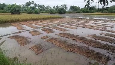 गोरौल: चक्रवाती तूफान 'मोंथा' का गोरौल में दिखा असर, बारिश से किसानों की धान की फसल बर्बाद