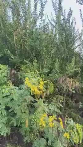 सुमेरपुर में मौसम कि ताजा खबर के साथ बनाया गया छोटा विडियो