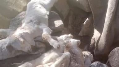 निचार: किन्नौर के निचार के काशपो में आवारा कुत्तों ने बकरियों पर किया हमला, लगभग 9 बकरियों की हुई मौत