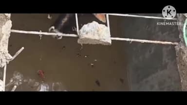 घंसौर: घंसौर मुख्यालय में गौ रक्षक बना इंसानियत की मिसाल, गौ रक्षा कर दिखाई सच्ची सेवा भावना