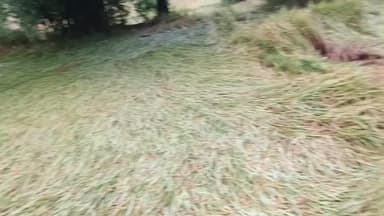 बिहार में गया जिला ग्रामीण क्षेत्र में भारी नुकसान किसानों के झरना पड़ रहा है 1 वर्ष के पूरी मेहनत चला गया सरकार क्या क