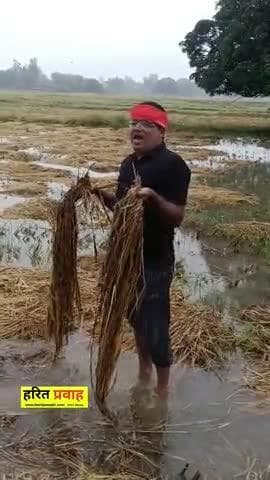 नईगढ़ी: मऊगंज जिले में बेमौसम बारिश से तबाही, किसान ने वीडियो वायरल कर उठाई आवाज़