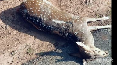 ತೀರ್ಥಹಳ್ಳಿ: ತೀರ್ಥಹಳ್ಳಿ ಬಳಿ ಅಪರಿಚಿತ ವಾಹನ ಡಿಕ್ಕಿ:ಜಿಂಕೆ ಸಾವು