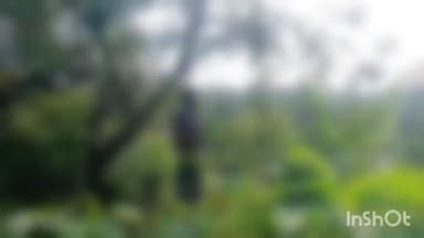 ମାଲକାନଗିରି: ମାଲକାନଗିରି ଜିଲ୍ଲା ତାମସା ଗ୍ରାମ କୁ ସଂଯୋଗ ରାସ୍ତା କଡରେ ଜଣେ ଯୁବକଙ୍କ ଝୁଲନ୍ତା ମୃତ ଦେହ ଏକ ଗଛରୁ ଉଦ୍ଧାର କରାଯାଇଛି