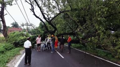 दरौली: दरौली प्रखंड मुख्यालय के पास सड़क पर गिरा विशाल पेड़, आवागमन और बिजली सप्लाई बाधित