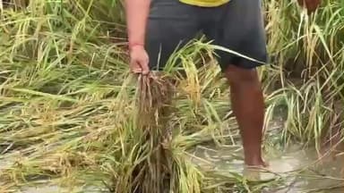 गोड्डा: चक्रवाती तूफान से झारखंड में किसानों की फसलें तबाह, खेत बने जलाशय