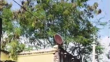 कुंवरिया: लालपुर गांव में बिजली लाइन के ऊपर पेड़ों का जाल, राहगीरों की जान को जोखिम, विभाग मौन