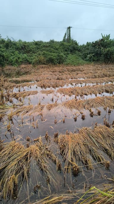 किसान का मेहनत पानी में चल गया 😭