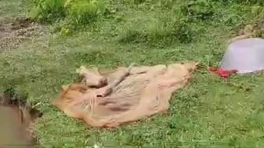 ধর্মনগর: পুকুরে জাল দিয়ে মাছ ধরতে গিয়ে জালে উঠে এলো বিশালাকার কিং-কোবরা সাপ ঘটনা ডাইনছড়া গ্রামে