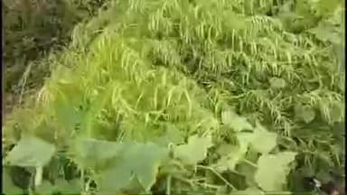 शिरपूर: तालुक्यातील सामऱ्यापाडा शिवारात गांजा शेती उध्वस्त,12 लाखाचा गांजा जप्त,शिरपूर शहर पोलीस आणि धुळे एलसीबीची कामगिरी