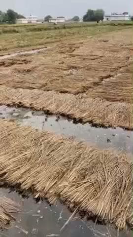 राजातालाब: बेमौसम बारिश से किसानों की फसल बर्बाद, आजीविका चलाने का संकट