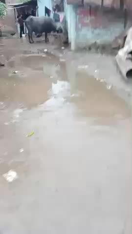 ##Muzzafarpur jila mein dharharwa gaav mein 3 din se ho raha mushla. dhaar baarish ##