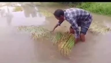 सूरजपुर जिले के चांदनी बिहार पुर क्षेत्र में तेज बारिश से किसान के खेत में पानी भर गया, धान की फसल हुई खराब