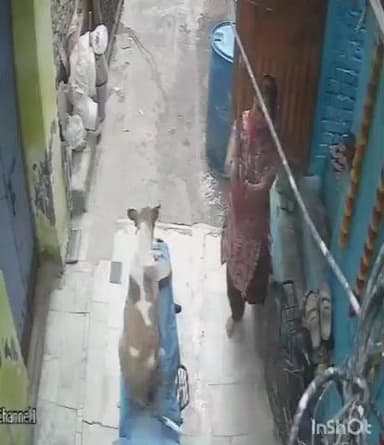 आगरा: नगला पदी में घर के बाहर बैठे डॉग पर महिला ने बरसाए डंडे, सीसीटीवी फुटेज आया सामने