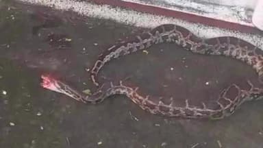 ఎడ్లపాడులో కోడి పిల్లలను మింగిన కొండచిలువ