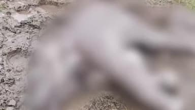 নকশালবাড়ি: নকশালবাড়ির মেরিভিউ চা বাগানে হস্তি শাবকের মৃতদেহ উদ্ধার