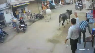 मलसीसर: मलसीसर के मुख्य बाजार में लड़ते हुए सांडों ने मचाई धमाचौकड़ी, सीसीटीवी फुटेज में राहगीर सहमे हुए नजर आए