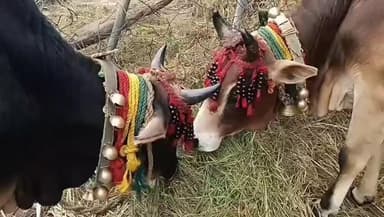 बाराकोट: लोहाघाट, बाराकोट और गुमदेश में इगास यानी एकादशी का त्यौहार धूमधाम से मनाया गया