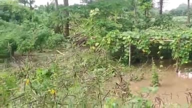 লালগোলা: এক রাতের বৃষ্টিতে চাষের মাঠ ডুবে বিপাকে কৃষক, লালগোলায় ব্যাপক ফসল ক্ষতি দুপুর তিনটে ত্রিশ নাগাদ সেই ছবি ধরা পড়ে