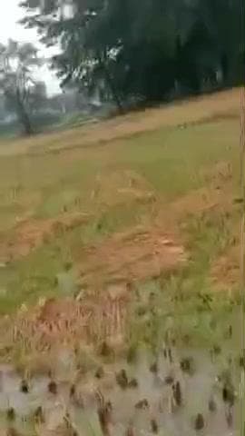 प्रतापगंज: प्रतापगंज प्रखंड की सभी पंचायतों में बेमौसम बरसात से जनजीवन अस्त-व्यस्त