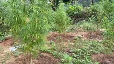 সোনামুড়া: গাজা কাটিং অব্যাহত রেখেছে যাত্রাপুর থানা আরাক্কা বাহিনীর জোয়ানরা