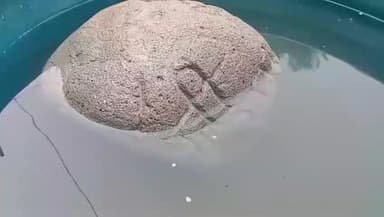 अम्बाला: अंबाला में प्लांट की खुदाई में मिली भगवान की मूर्तियाँ और श्री राम लिखा पत्थर