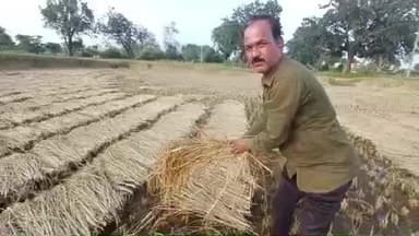 बरघाट: बरघाट क्षेत्र में बारिश से किसानों की धान की फसल को नुकसान, फसल सर्वे कर कार्रवाई की मांग