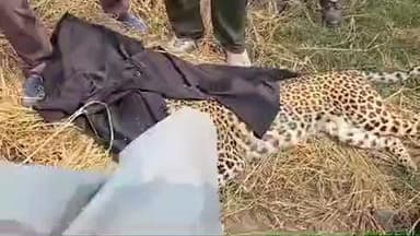 पीलीभीत: लदपुरा गांव में शिकारी के फंदे में फंसा तेंदुआ, वन विभाग की टीम ने किया रेस्क्यू