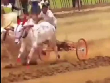 आटपाडी: शेटफळे चा हिंदकेसरी वकील बैल काळाच्या पडद्याआड गावावर शोककळा