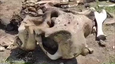 பேரணாம்பட்டு: அரவட்லா வனப்பகுதியில் ஏழு வயது யானையின் எலும்புக்கூடு கண்டுபிடிப்பு வனத்துறையினர் விசாரணை