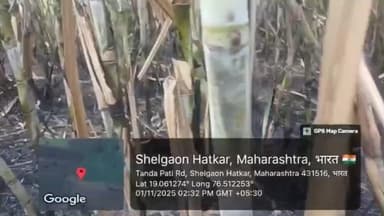 सोनपेठ: शेळगाव हटकर शेत शिवारात आगीच्या घटनेत सहा एकर ऊस जळून खाक