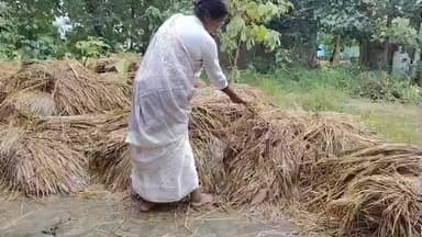 हंटरगंज: हंटरगंज में चक्रवाती तूफान 'मोंथा' और बारिश से जनजीवन अस्त-व्यस्त, किसानों की धान व सब्जी की फसल को नुकसान