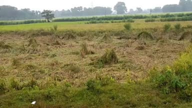 फुल्लीडूमर: प्रखंड क्षेत्र में चक्रवाती तूफान से किसानों की सैकड़ों एकड़ धान की फसल बर्बाद, कृषि विभाग भेजेगा रिपोर्ट