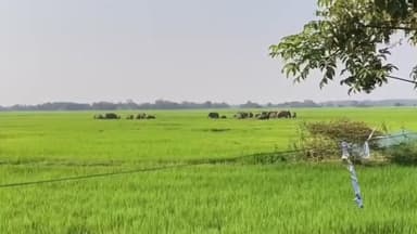 লক্ষীপুৰ: জয়ৰামকুচীত বন্যহস্তীৰ জাকে ধান খেতি খাই বিনষ্ট কৰে