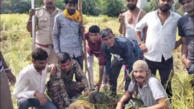 केशोरायपाटन: अम्बेडकर नगर में धान के खेत में 6 फीट लंबा मगरमच्छ आने से ग्रामीणों में दहशत, टीम ने मशक्कत के बाद किया रेस्क्यू