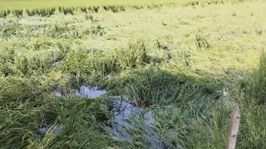 बहरागोड़ा: मोंथा तूफान की बारिश से बहरागोड़ा के किसानों की मेहनत पर पानी फिरा