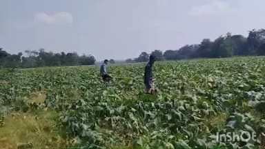 ଚମ୍ପୁଆ: ବଇତାଳୁ ଚାଷକରି ସ୍ବାବଲମ୍ବୀ ରରୁଆଗୁଡା ଗ୍ରାମର ଲିକୁ ନାଏକ