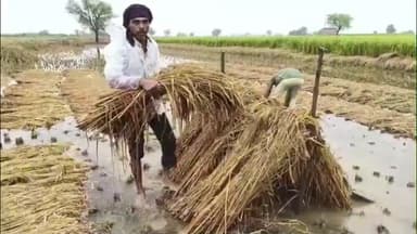 ખંભાત: પંથકમાં પાક નુકશાની અંગે ચાલી રહેલ સર્વેની કામગીરી બાબતે નાયબ કલેકટરે નિરીક્ષણ કર્યું.