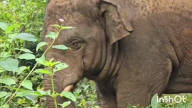 महुआडांड़: वन विभाग ने 48 घंटे की मशक्कत के बाद झुंड से भटके जंगली हाथी को नबारेसार वन क्षेत्र में सुरक्षित पहुंचाया