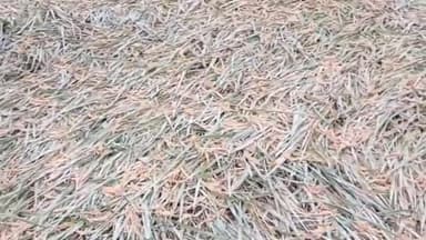 खोदावंदपुर: मोंथा तूफान ने खोदावंदपुर प्रखंड के किसानों की तोड़ी कमर