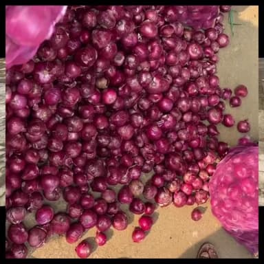 मुंडावर: मुंडावर सहित आसपास के क्षेत्र में प्याज के दामों में भारी गिरावट के बाद अब आया प्याज के दामों में उछाल