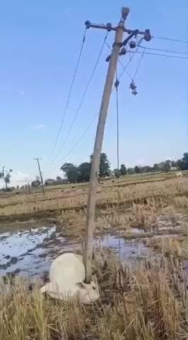 నాగిరెడ్డిపేట: విద్యుత్ ఘాతానికి మృత్యువాత పడిన గోవు, ప్రభుత్వం ఆర్థిక సాయం అందించాలంటున్న బాధితుడు