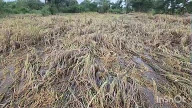 નવસારી: નવસારી જિલ્લામાં જે ખેડૂતોને  જે નુકશાન થયું છે જેમાં ઉનાળુ ડાંગરના પાકનું વળતર મળે તેવી માંગ જિલ્લાના ખેડૂતે કરી