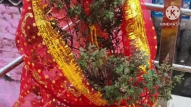 लापुंग: लापुंग प्रखंड क्षेत्र में श्रद्धा और आस्था के साथ तुलसी विवाह संपन्न