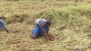 गावां: महतपुर में बारिश से किसानों की कमर टूटी, धान की फसल डूबी, मेहनत हुई बर्बाद