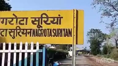 नगरोटा सूरियां: पौंग झील में पहुंचे अफ्रीका, ऑस्ट्रेलिया और इंग्लैंड से विदेशी मेहमान, कल 6478 प्रवासी पक्षियों ने दी दस्तक