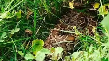 नानपारा: नानपारा देहात में अजगर दिखने से मचा हड़कंप, वन विभाग ने सूचना पर किया सुरक्षित रेस्क्यू